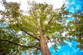 Best Tree Mulching  in Rlsbad, CA