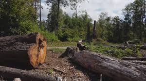 Best Hazardous Tree Removal  in Rlsbad, CA