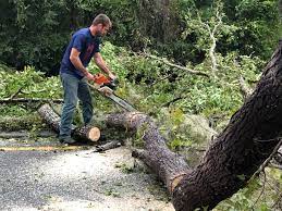 Best Fruit Tree Pruning  in Rlsbad, CA