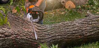 Carlsbad, CA Tree Care Company