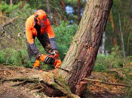 Best Aeration Services  in Rlsbad, CA