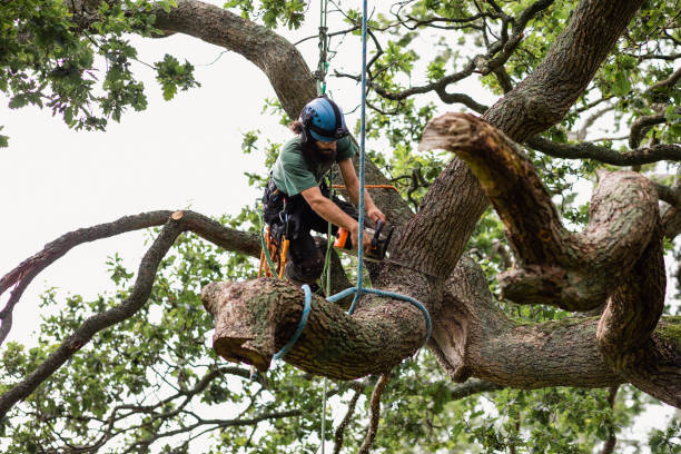 Best Leaf Removal  in Rlsbad, CA