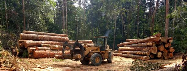 Best Lot and Land Clearing  in Rlsbad, CA