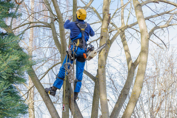 Best Tree and Shrub Care  in Rlsbad, CA
