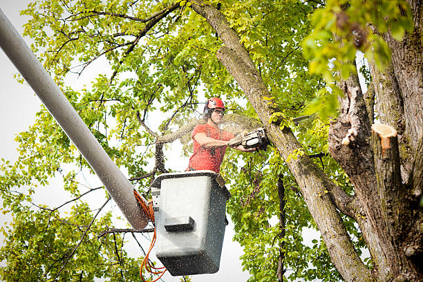 Best Tree Preservation Services  in Rlsbad, CA