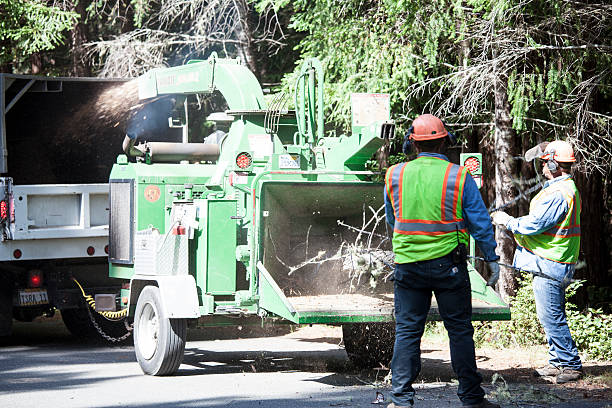 Best Arborist Consultation Services  in Rlsbad, CA
