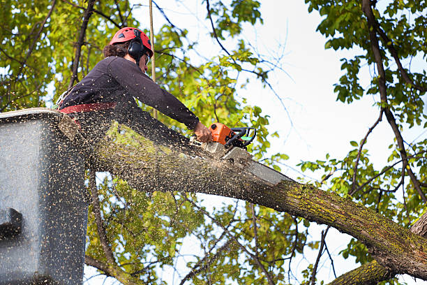 Best Tree Health Inspection  in Rlsbad, CA