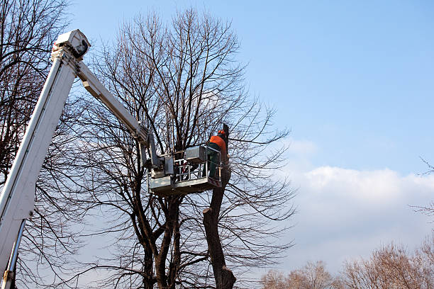 Best Tree Removal  in Rlsbad, CA