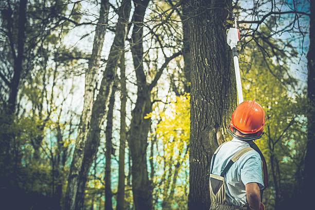 Best Tree Disease Treatment  in Rlsbad, CA